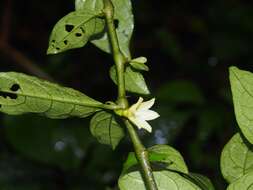 Image of Cuatresia riparia (Kunth) A. T. Hunziker