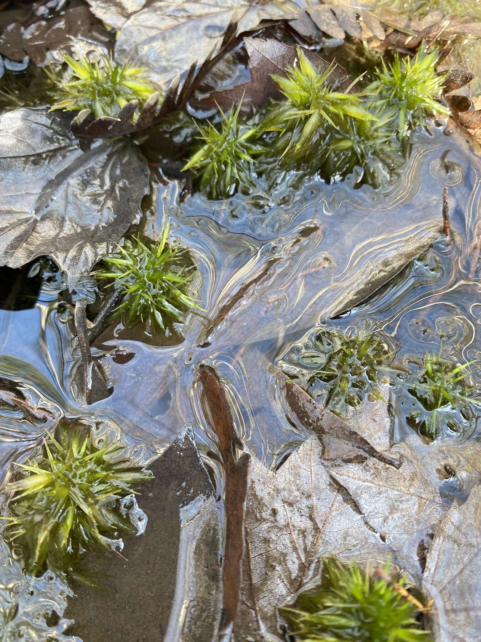 Image of largeleaf sphagnum