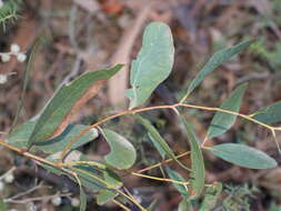 Image of Eucalyptus aromaphloia Pryor & J. H. Willis