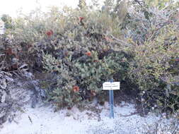 Image de Banksia nutans R. Br.