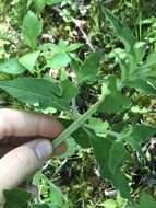 Image of southern mountainmint