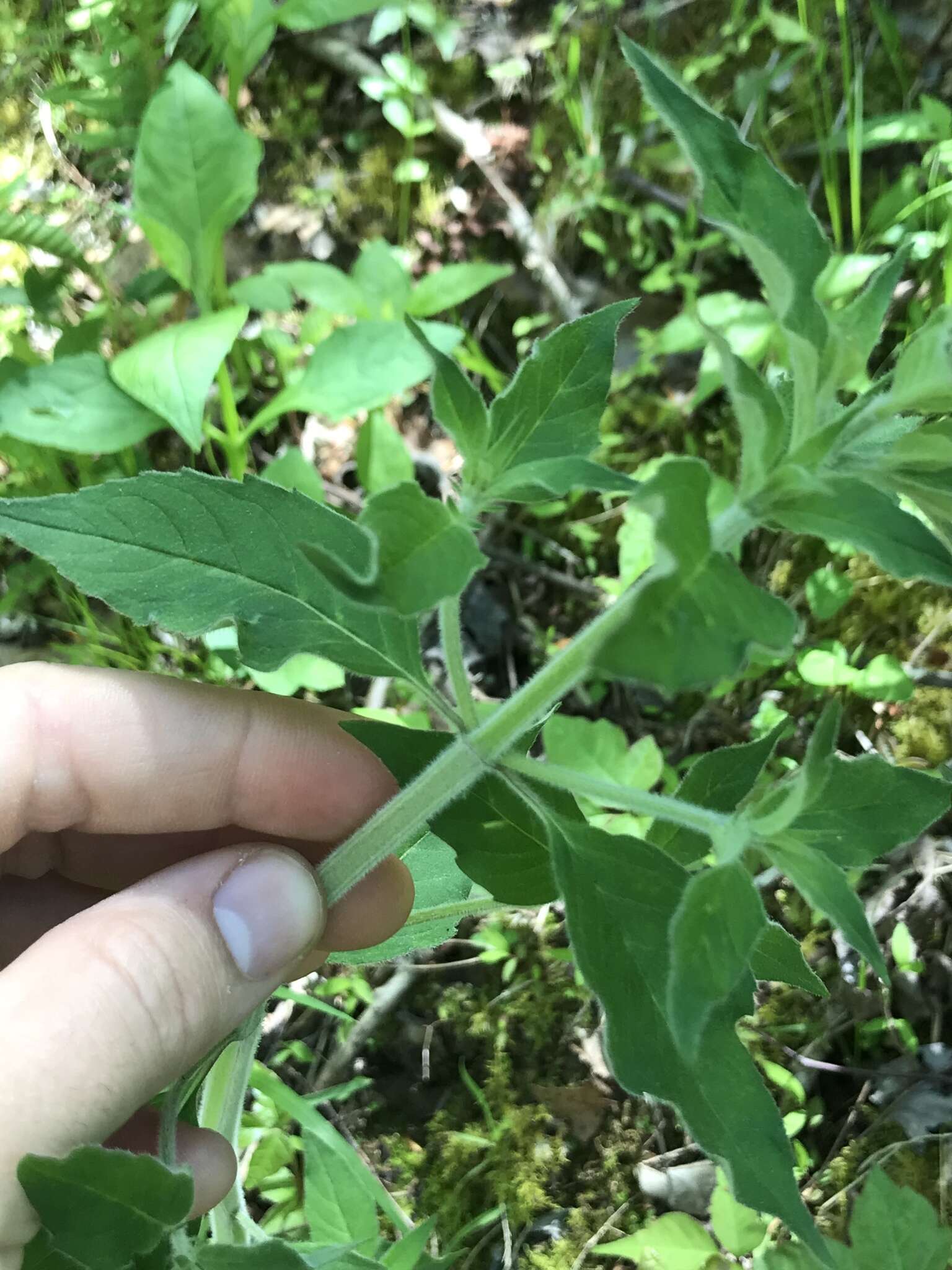 Image of southern mountainmint