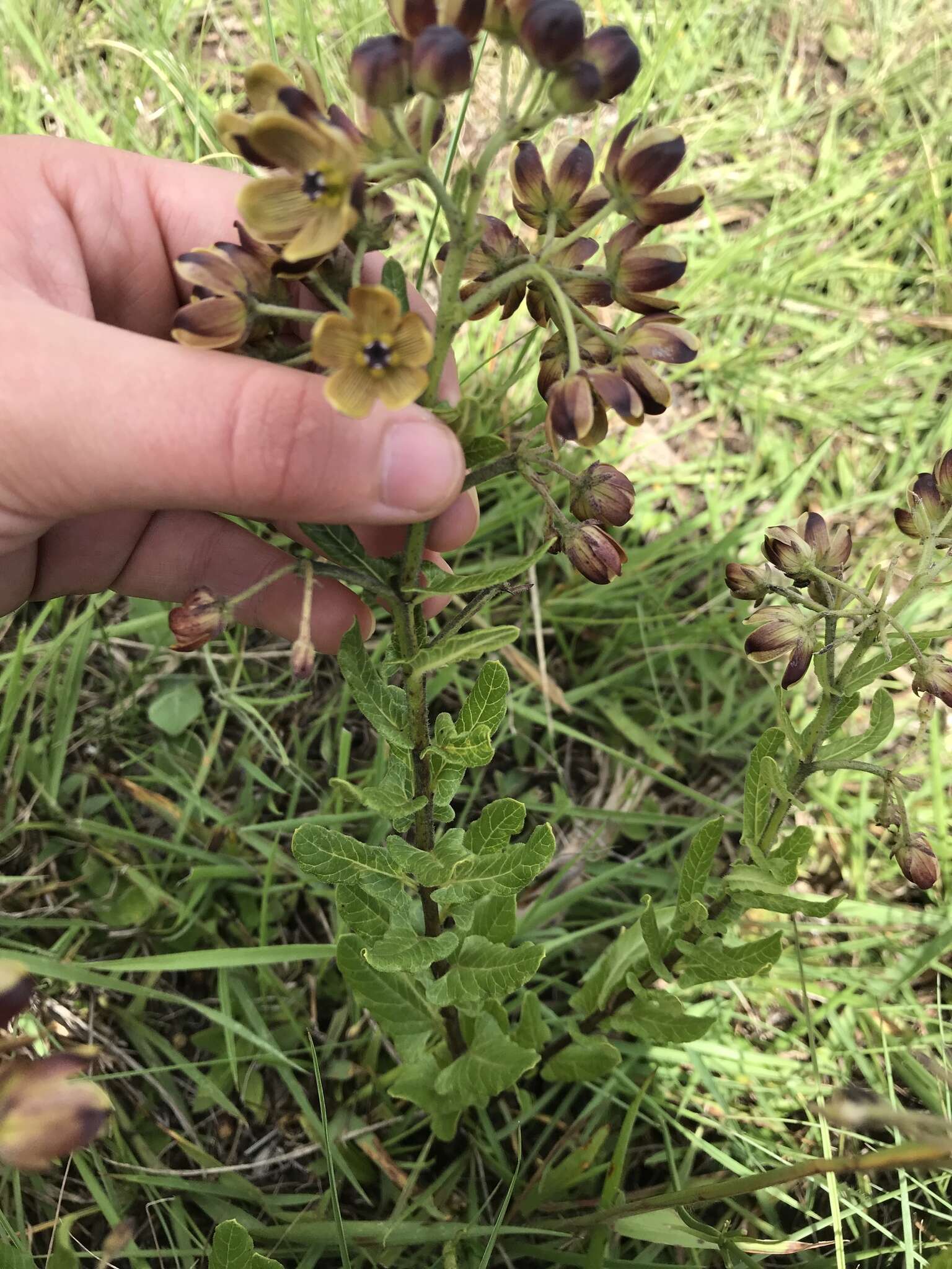 Image of Schizoglossum hamatum E. Mey.