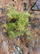 Image of cutleaf anemone