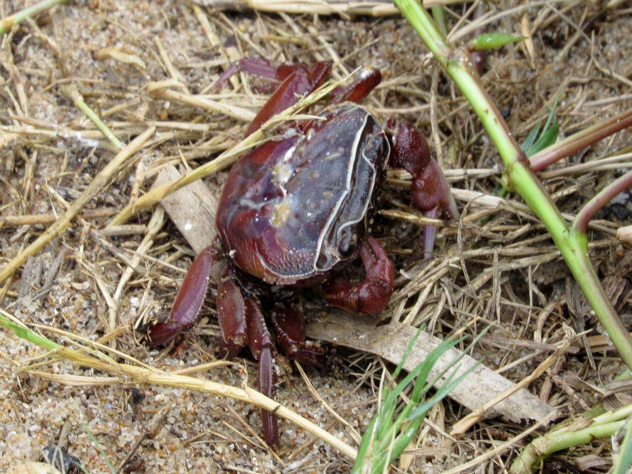 Image of Natal River Crab