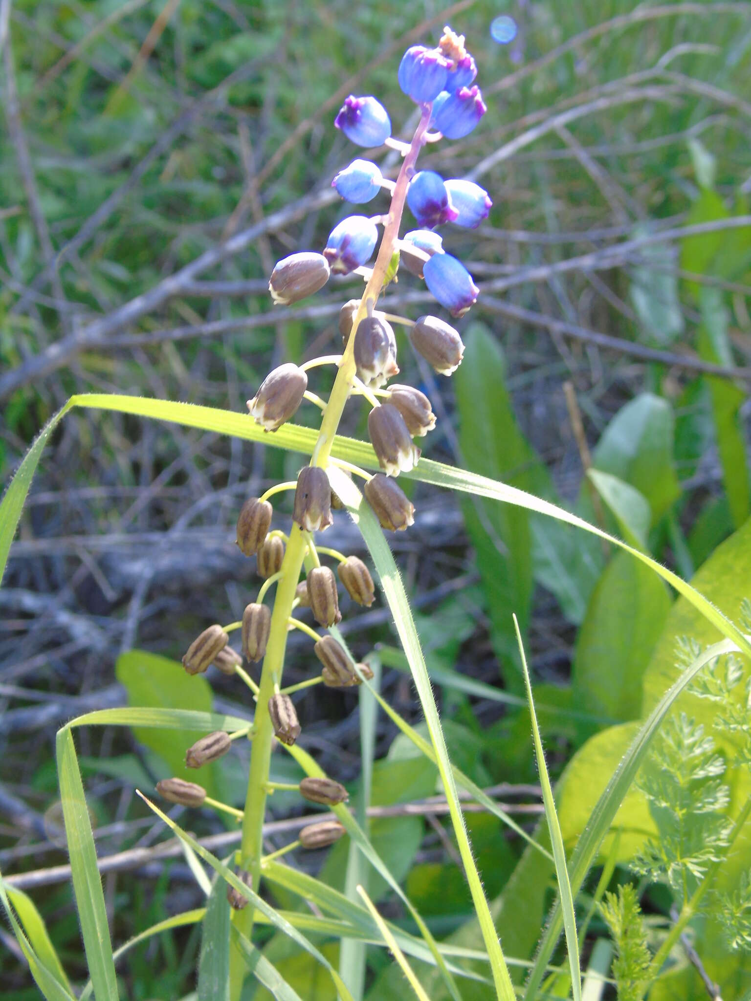 Image of Bellevalia dubia subsp. boissieri (Freyn) Feinbrun