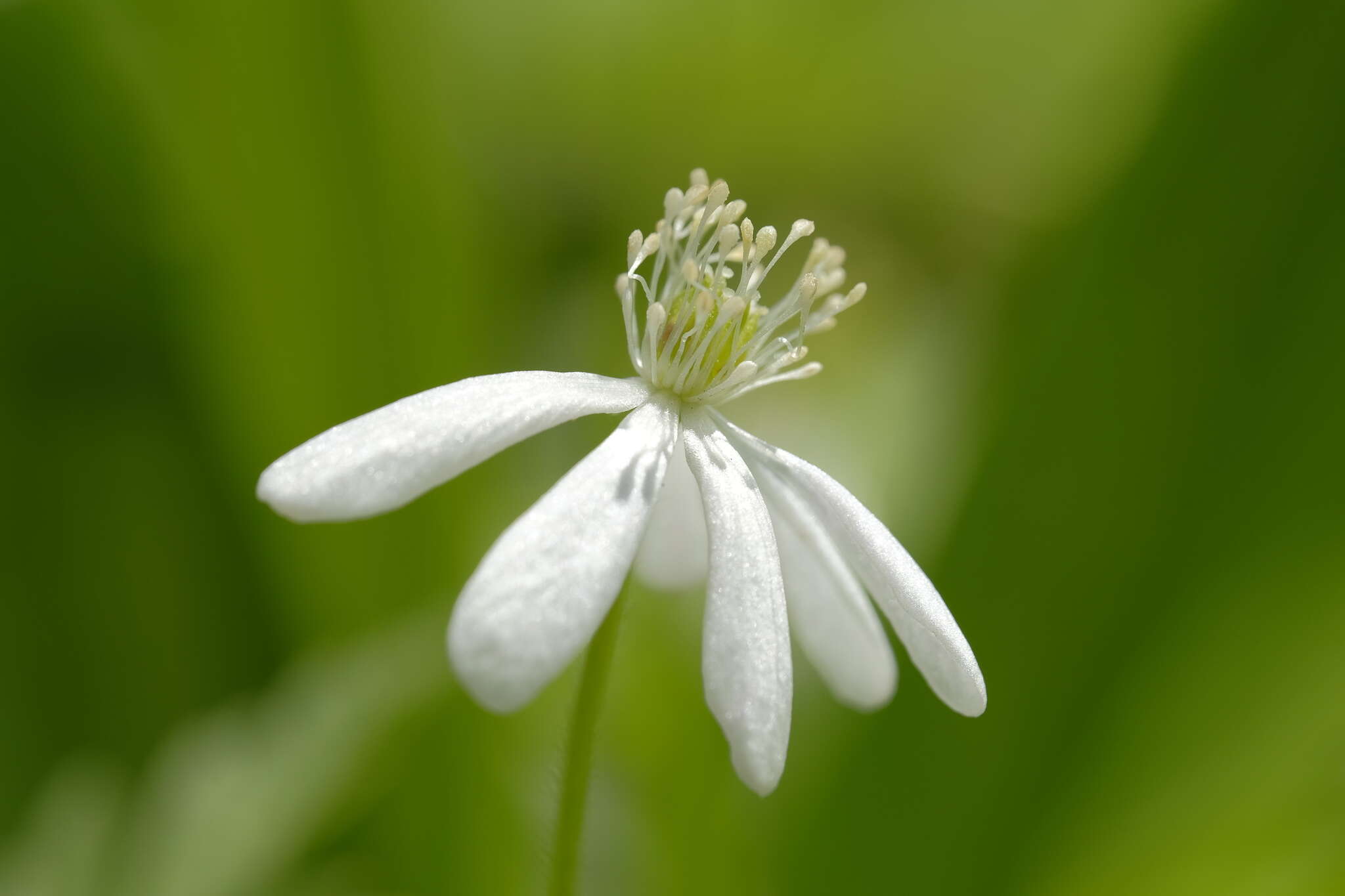 Image of Anemone amurensis Korshinsky