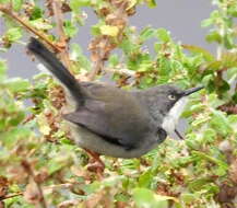 Image of Apalis thoracica claudei Sclater & WL 1910