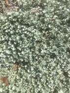 Image of silver ponysfoot