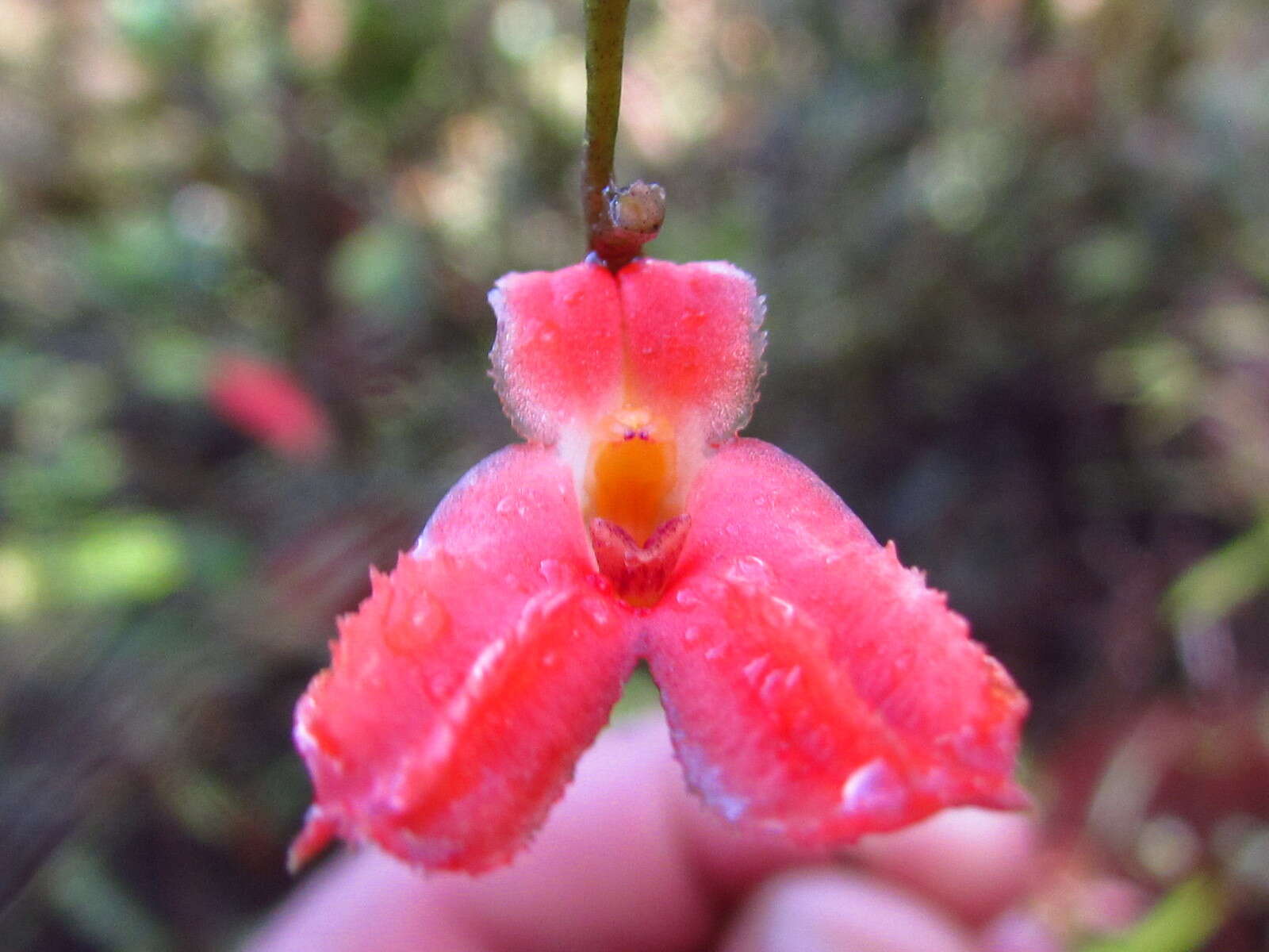 Imagem de Porroglossum eduardi (Rchb. fil.) H. R. Sweet