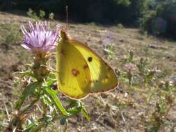 Image of bergers clouded yellow