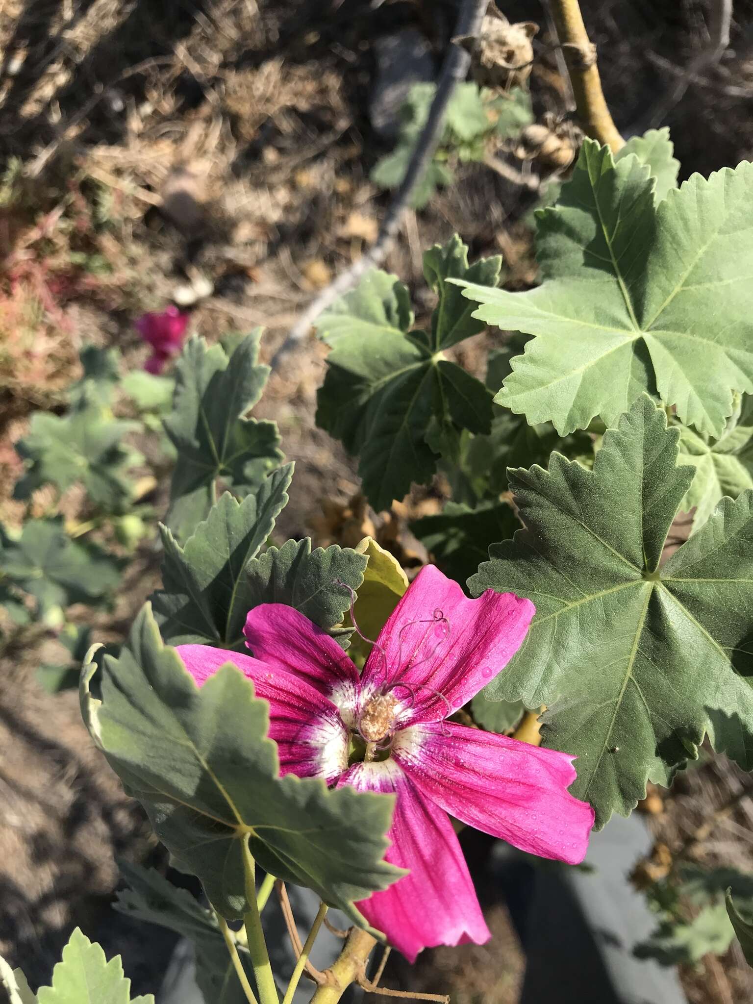 Imagem de <i>Malva <i>assurgentiflora</i></i> subsp. assurgentiflora