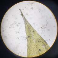 Слика од Brachythecium mildeanum W. P. Schimper ex Milde 1862