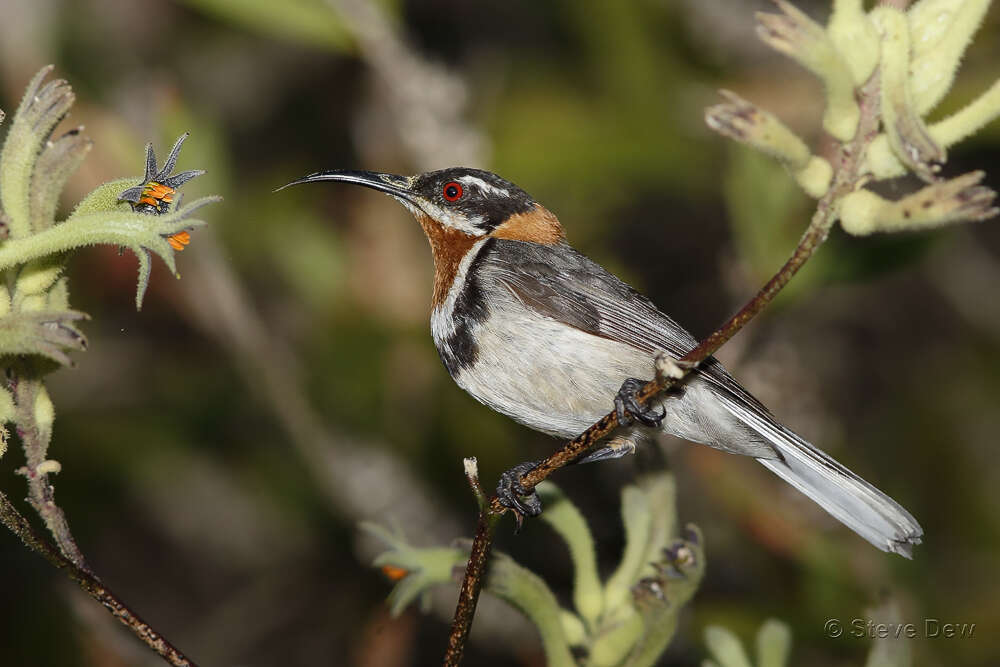 Image of Western Spinebill