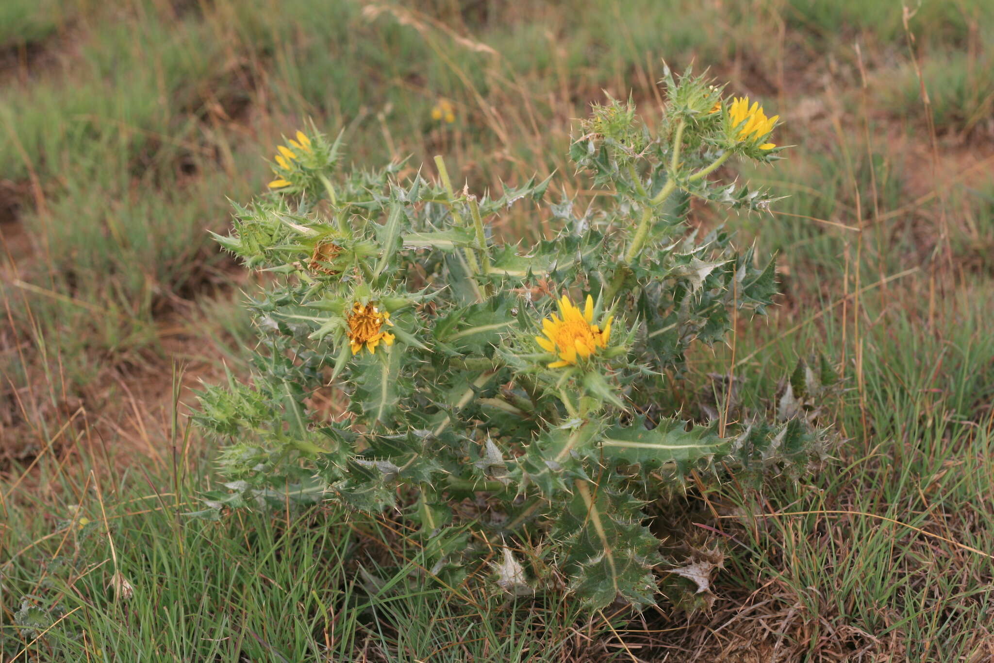 Image of Berkheya onopordifolia (DC.) Burtt Davy