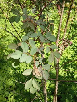 Plancia ëd Rosa glauca Pourret