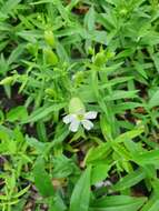 Image of Silene procumbens Murr.