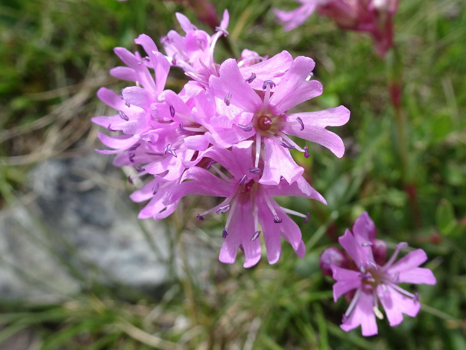 Слика од Silene suecica (Loddiges) Greuter & Burdet