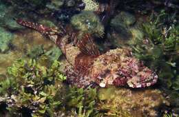 Image of Rock flathead