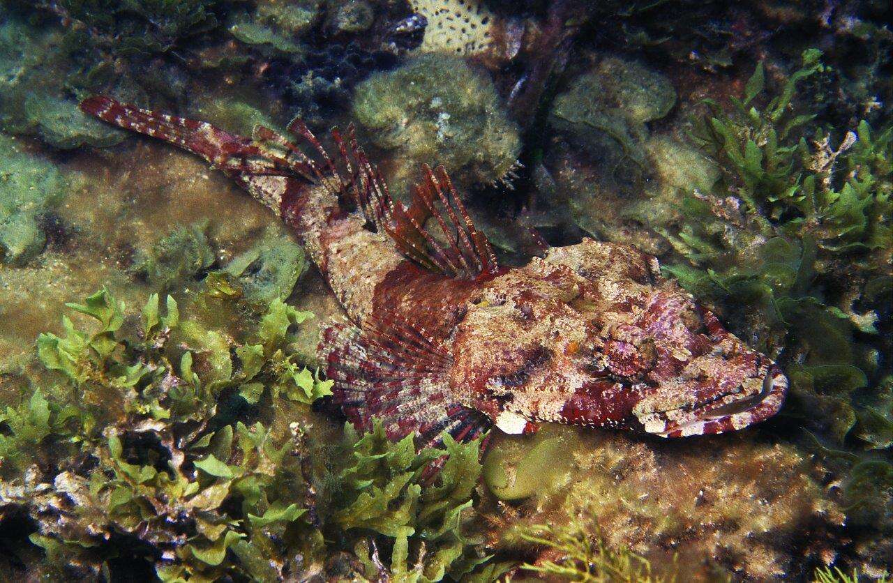 Image of Rock flathead