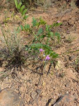 Image of <i>Tephrosia polystachya</i> var. <i>latifolia</i> Harv.