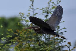 Image of Black Bittern