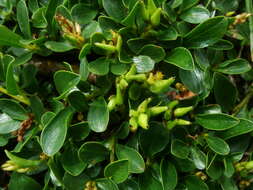 Sivun Salix retusa L. kuva