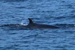 Image of minke whale