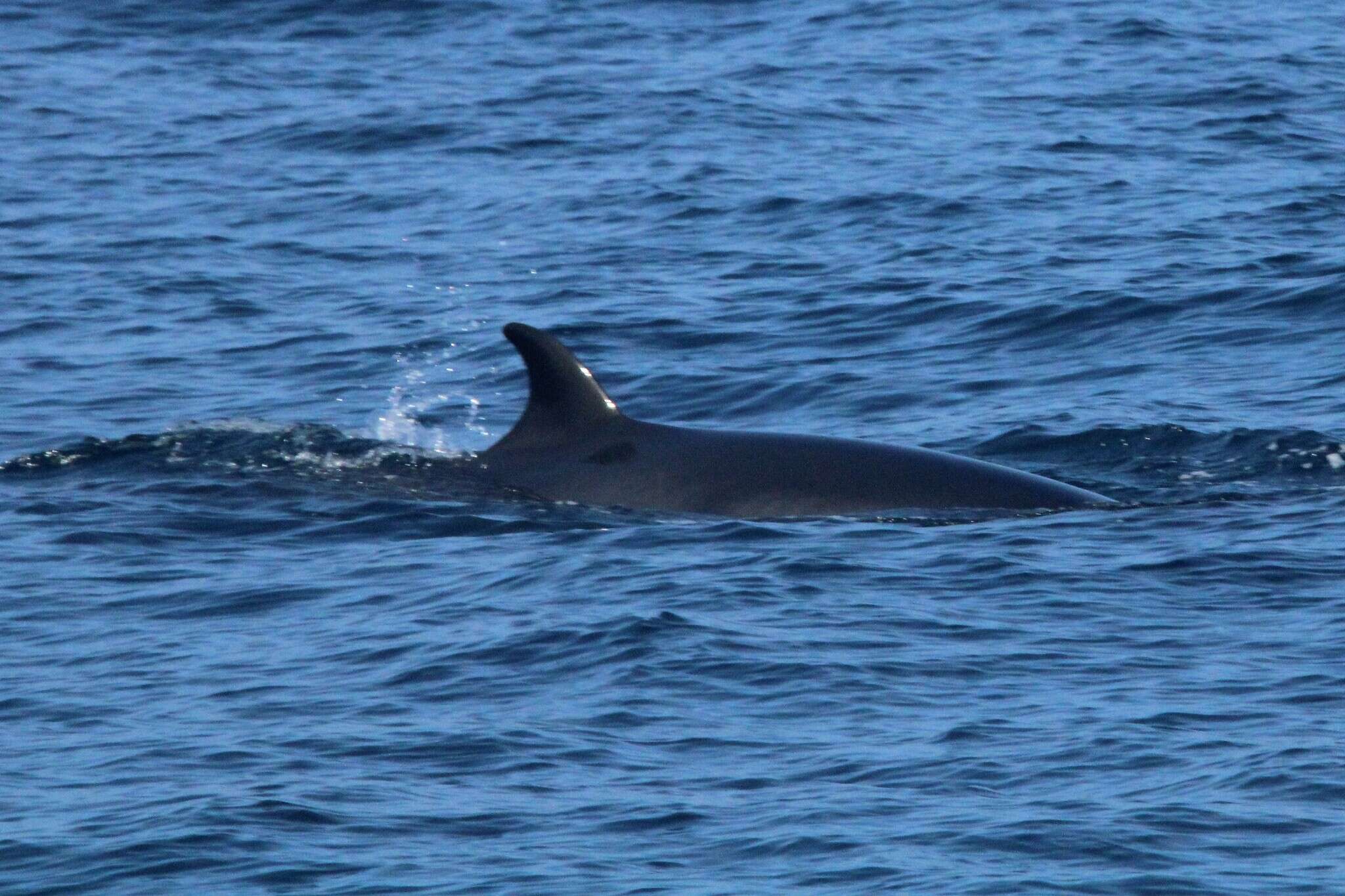 Image de Balaenoptera acutorostrata acutorostrata Lacépède 1804