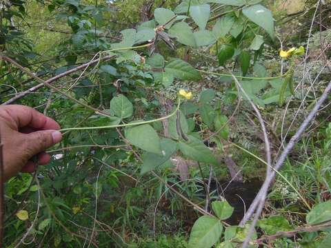 Слика од Vigna umbellata (Thunb.) Ohwi & H. Ohashi