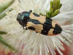 Image of Castiarina interstitialis (Carter 1931)