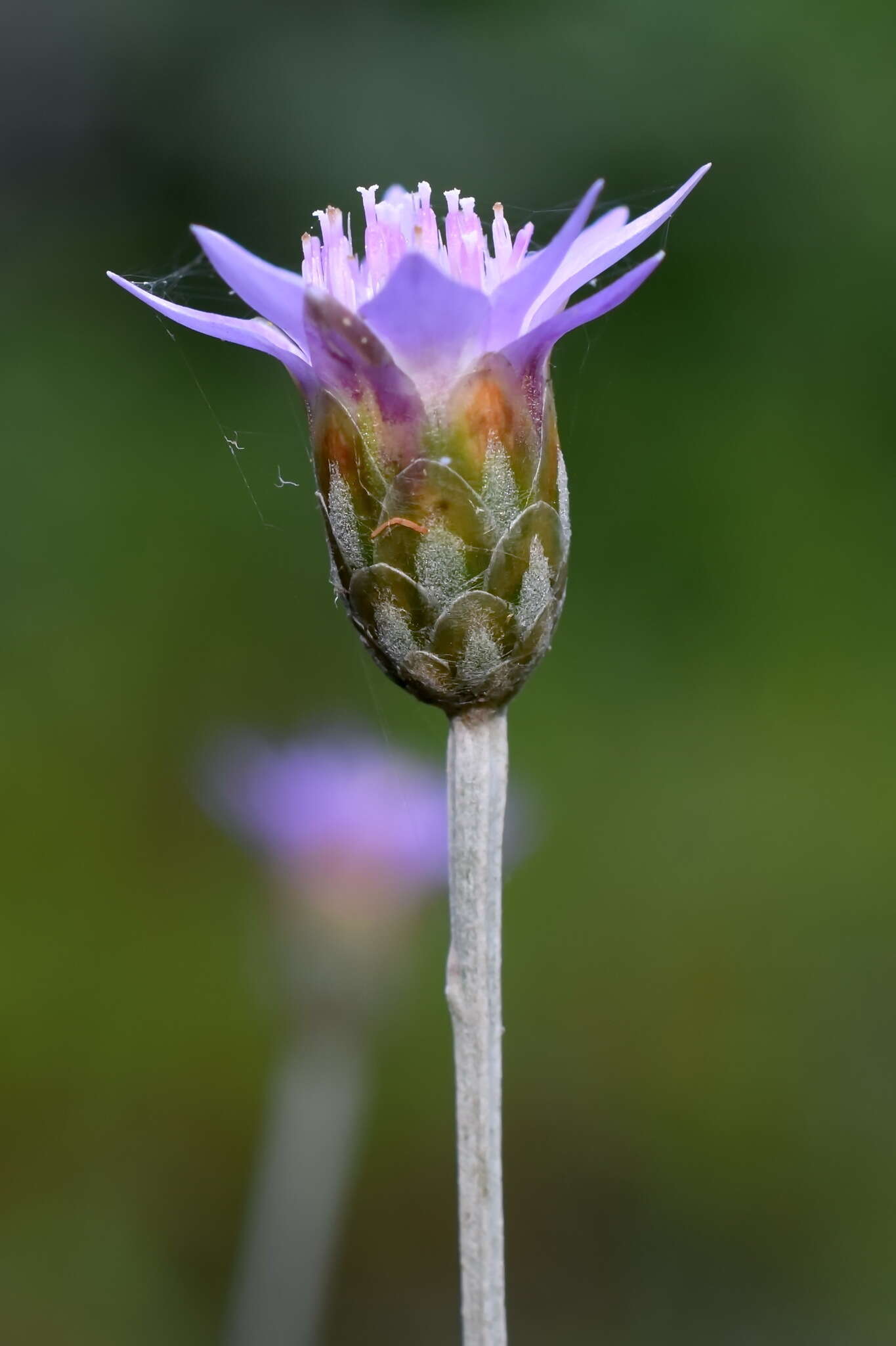 Image of Xeranthemum cylindraceum Sibth. & Sm.