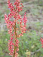 Image de Rumex hastatulus Baldw. apud Ell.