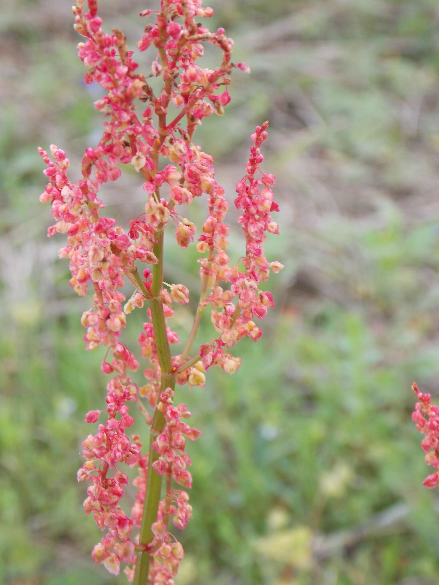 Image de Rumex hastatulus Baldw. apud Ell.