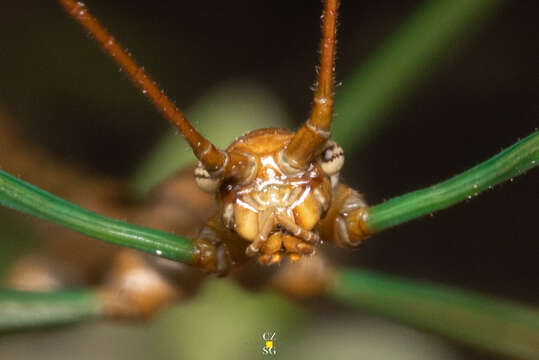 Diapheromera (Diapheromera) persimilis Caudell 1904 resmi