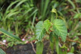 Слика од Begonia ferruginea L. fil.