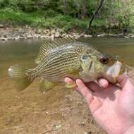 Image of Roanoke Bass