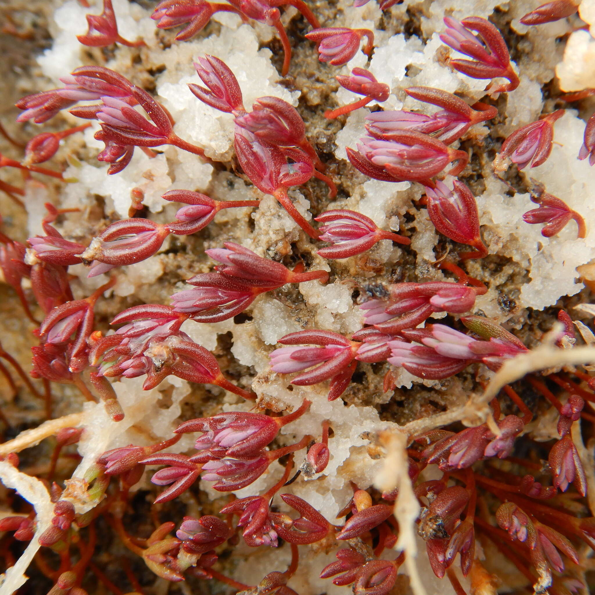 Image de Suaeda calceoliformis (Hooker) Moquin-Tandon