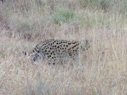 صورة Leptailurus serval lipostictus (Pocock 1907)