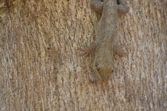 Image of Saint George Island Gecko