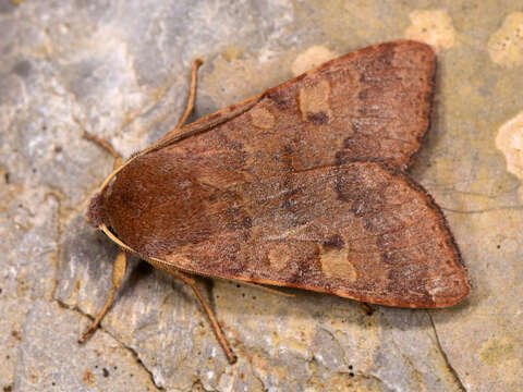 Image of flounced chestnut