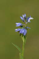 Image de Polygala alpestris Rchb.