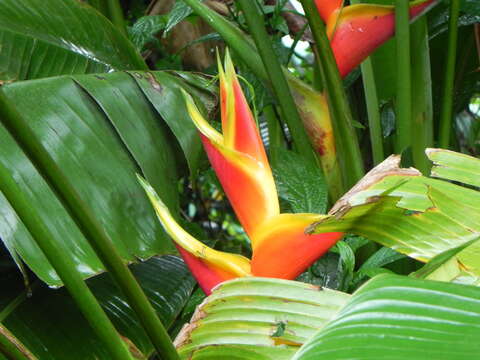 Image of Dwarf Jamaican Heliconia