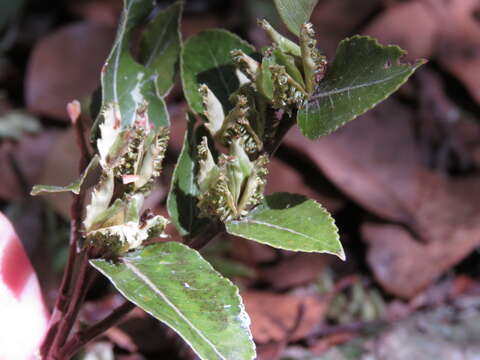 Image of Nothofagus moorei (F. Muell.) Krasser