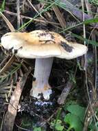 Image of Cortinarius coelopus Gasparini 2007