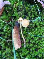 Image of Galerina semilanceata (Peck) A. H. Sm. & Singer 1964