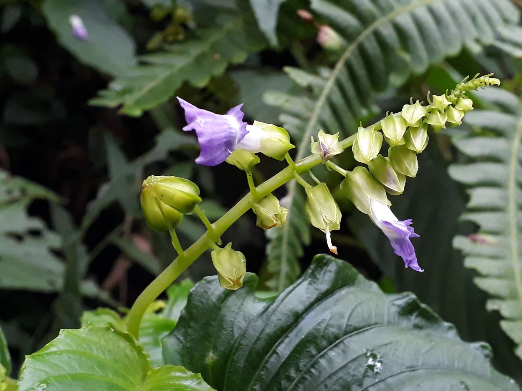 Imagem de Rhynchoglossum azureum (Schltdl.) B. L. Burtt