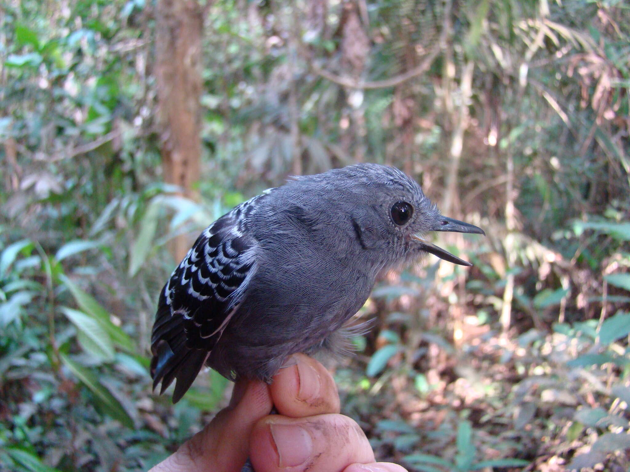 Image of Willisornis Agne & Pacheco 2007