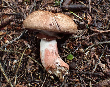 Image of Agaricus benesii (Pilát) Pilát 1951