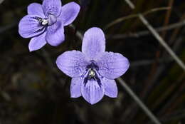 Image of Epiblema grandiflorum R. Br.